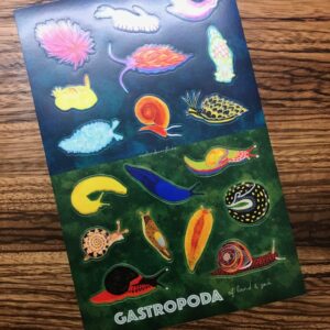 Gastropoda Of Land And Sea