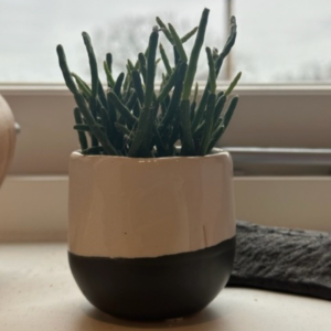 Mistletoe Cactus