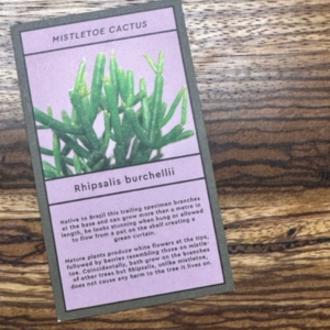 Mistletoe Cactus Card