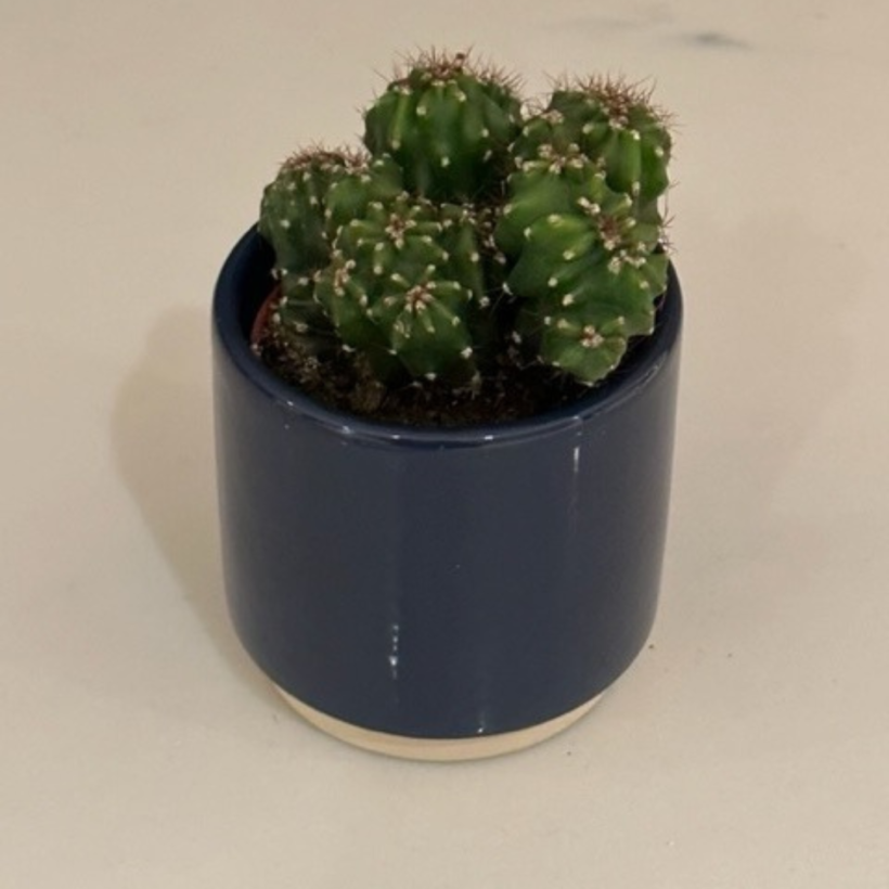Picture of a montrose apple cactus in a dark blue pot on a white surface