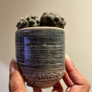 Instagram Posts NotesinaBook Cactus