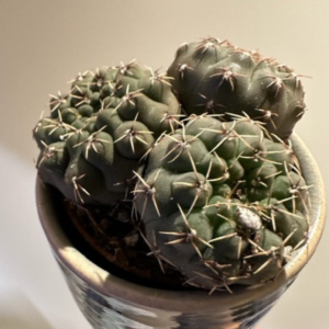 Instagram Posts NotesinaBook Cactus Close Up